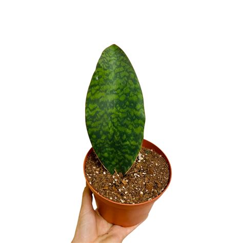 Whalefin Snake Plant – Large (6”) – Plant Van