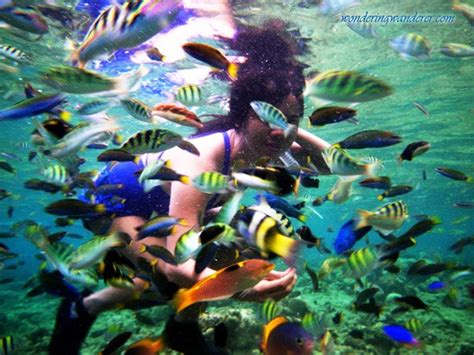 Balicasag Island Snorkeling - Panglao, Bohol | WW Travel Blog