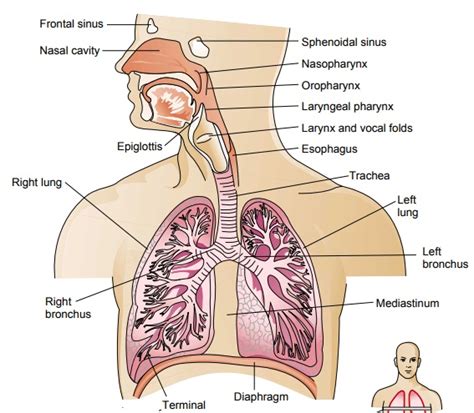 Anatomy of the Lower Respiratory Tract: Lungs