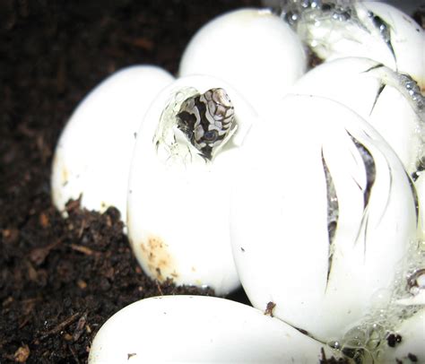 Snakes Hatching Free Stock Photo - Public Domain Pictures