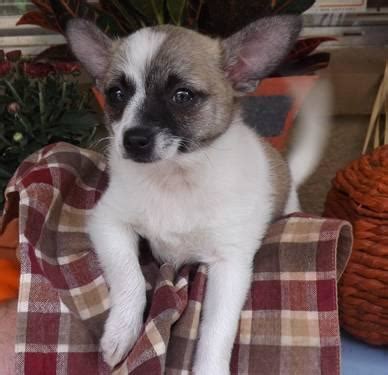 Beautiful Chi-pom puppies for Sale in Lutz, Florida Classified | AmericanListed.com