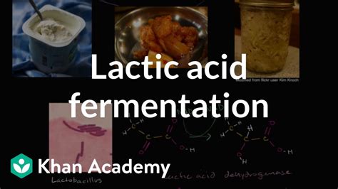 Lactic Acid Fermentation Products Biology