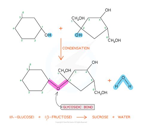 OCR A Level Biology:复习笔记2.2.4 The Glycosidic Bond-翰林国际教育