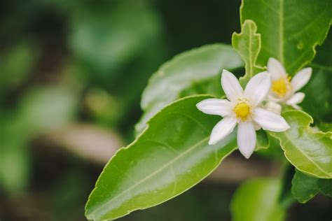 Flower Drop On Lemon Trees: Reasons For Lemon Blossoms Falling Off