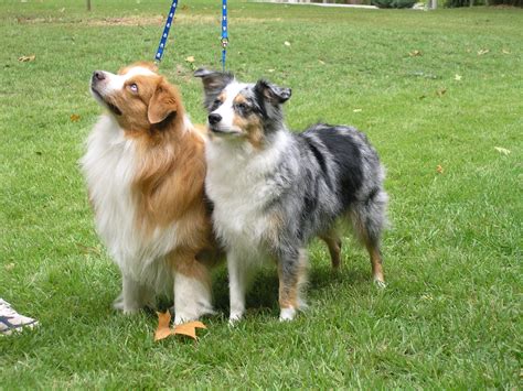 Miniature American Shepherd | Origin: USA Miniature American Shepherd, Australian Shepherd Dogs ...