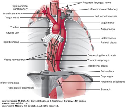 Esophageal Hiatus Anatomy