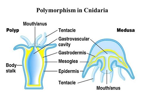 Polymorphism in Coelenterata - Online Biology Notes