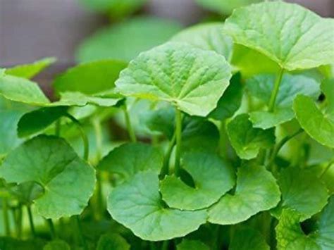 Centella Asiatica: Health Benefits, Uses And Side Effects Of Gotu Kola | TheHealthSite.com