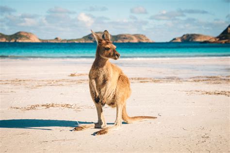 Kangaroo beach | Rocket Remit