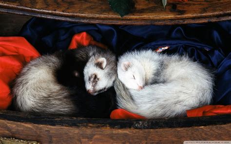 Cute Ferret Wallpaper (72+ images)