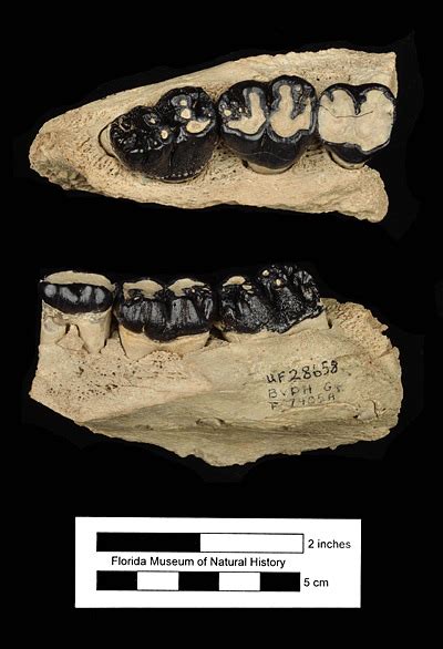 Metaxytherium floridanum – Florida Vertebrate Fossils