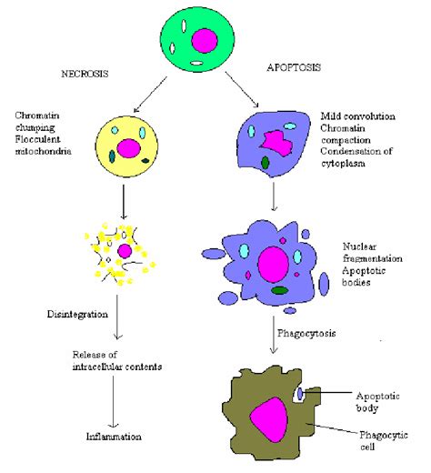 Comparison of changes during necrosis and apoptosis | Download ...