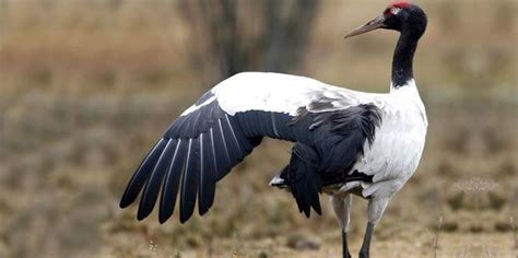 Black necked crane - Alchetron, The Free Social Encyclopedia