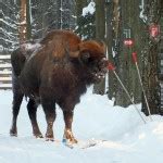 Bialowieza Forest - Bialowieza Forest guide – Arek Szymura „Pygmy owl” Nature tours