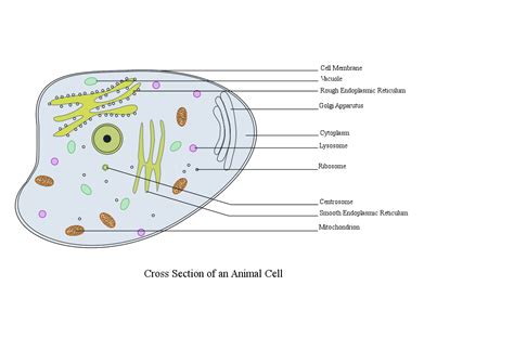 Download #FFFFFF Animal Cell Labelled SVG | FreePNGImg