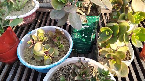 Kalanchoe plant ke propagation and care - YouTube