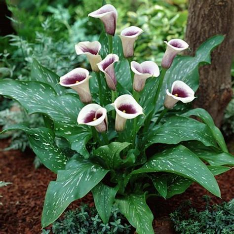 Arum Lily Care and Growing | How to Grow Zantedeschia