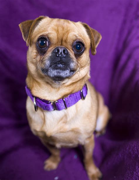 Shelter Dogs of Portland: "MR MUGGLES" pug chihuahua mix