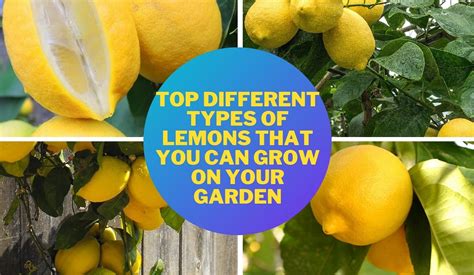 Types Of Lemon Trees: A Comprehensive Guide