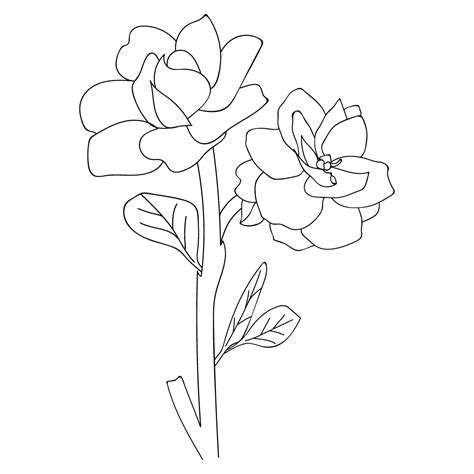 gardenia flower outline drawing, gardenia flower line art, gardenia flower illustration ...