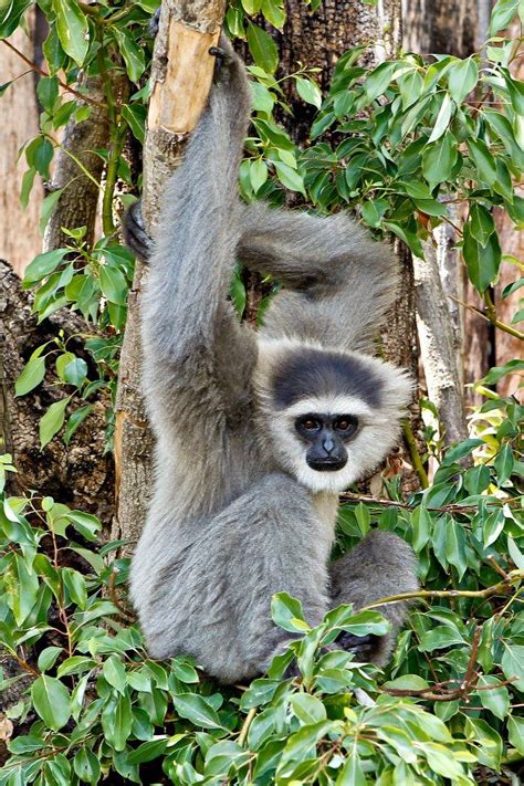 Silvery gibbon - found in rain forests on the island of Java, Indonesia. classified as (EN ...