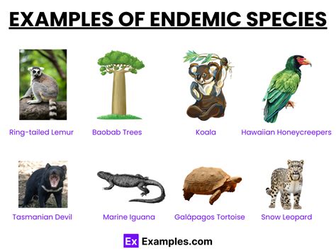 Endemic Species - Examples, Endemic species - what they are and how to conserve them, Endemism ...