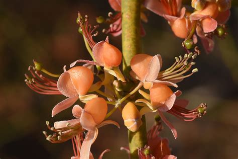 Capparis decidua (Forssk.) Edgew. | Plants of the World Online | Kew ...