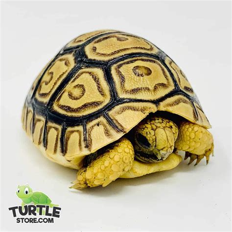 Leopard tortoise diet | leopard tortoise food list | plants safe to feed leopard