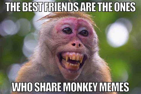 Funny Monkey Meme