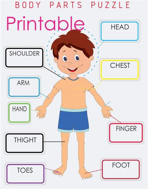 Parts of Body Puzzle Printable | Montessoriseries