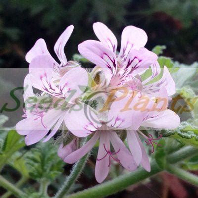 Pelargonium graveolens - 10 Seeds - Seeds and Plants