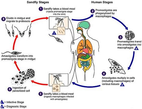 Life cycle of leishmania parasite [20].... | Download Scientific Diagram