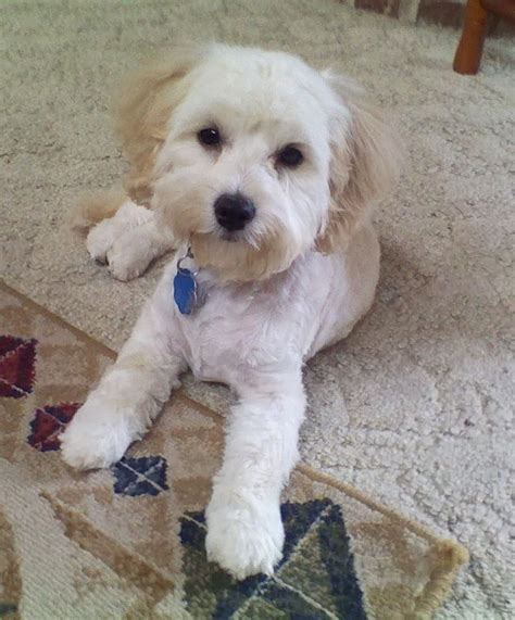 Lucy after first haircut - Maltipoo | Maltipoo dog, Havanese puppies, Puppies