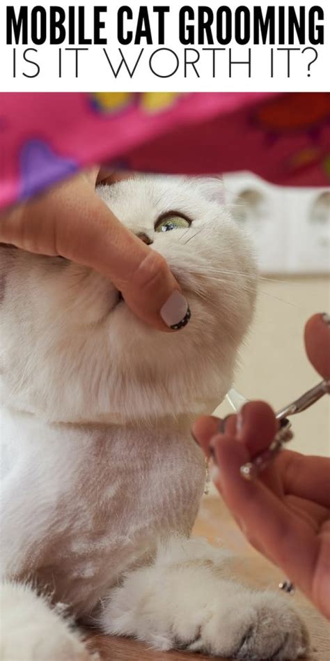 Pros and Cons of Mobile Cat Grooming | Is it Worth it?