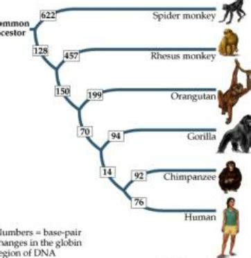 The timeline of spider monkey evolution - monkeyzevolution