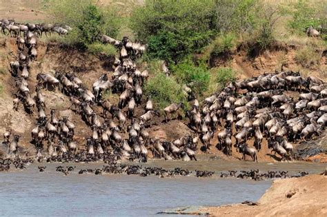 The History of the Masai Mara Animals – African Safari Tours & Holidays ...