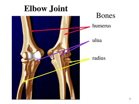 PPT - Elbow Joint PowerPoint Presentation, free download - ID:216026