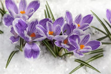 Top 8 Winter Hardy Flowers - Grow These Blooms In Cold Zones