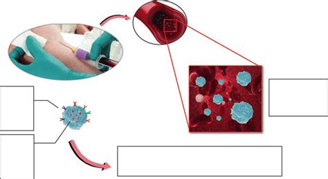 1 Exosomes-based biomarkers for the prognosis of cardiovascular diseases | Download Scientific ...