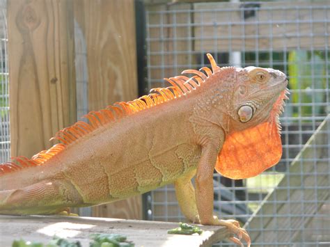 Florida Iguana & Tortoise Breeders