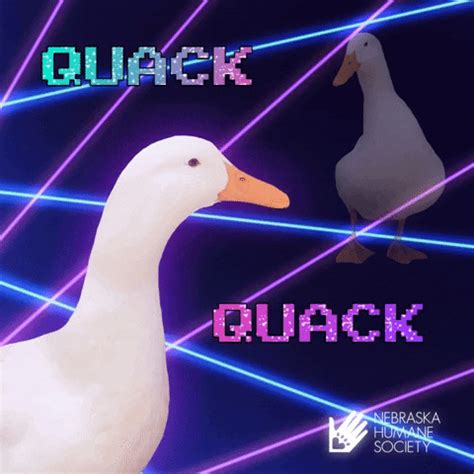 Duck Yeah GIFs - Get the best GIF on GIPHY