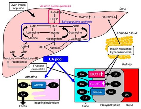 Treatments of Hyperuricemia | Encyclopedia MDPI