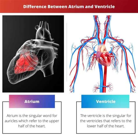 心房与心室：差异与比较