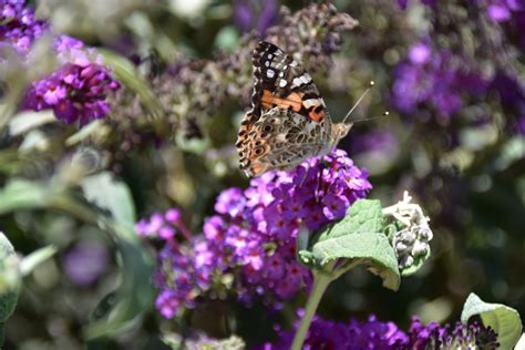 Butterfly On Lavender Free Stock Photo - Public Domain Pictures