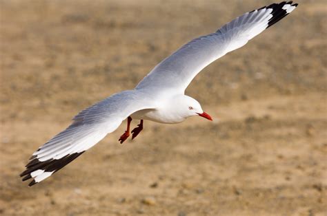 Red Billed Gull Gliding