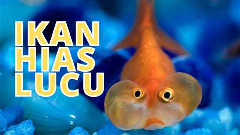 Top Info Gambar Ikan Lucu, Gambar Keramik