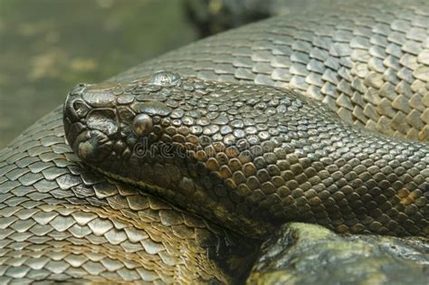 Anaconda snake stock image. Image of crocodile, anaconda - 24014603