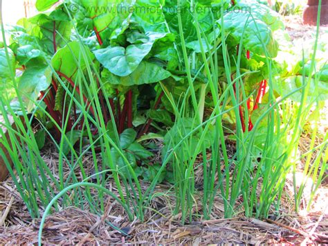 Spring onions succession planted for continuous harvest. | Growing spring onions, Succession ...