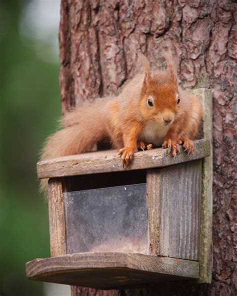 Eurasian Red Squirrel - IMG_7082 - Edited | The Eurasian Red… | Flickr