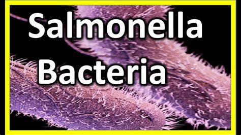 Salmonella - Bacteria : What is Salmonellosis? | salmonella symptoms ...